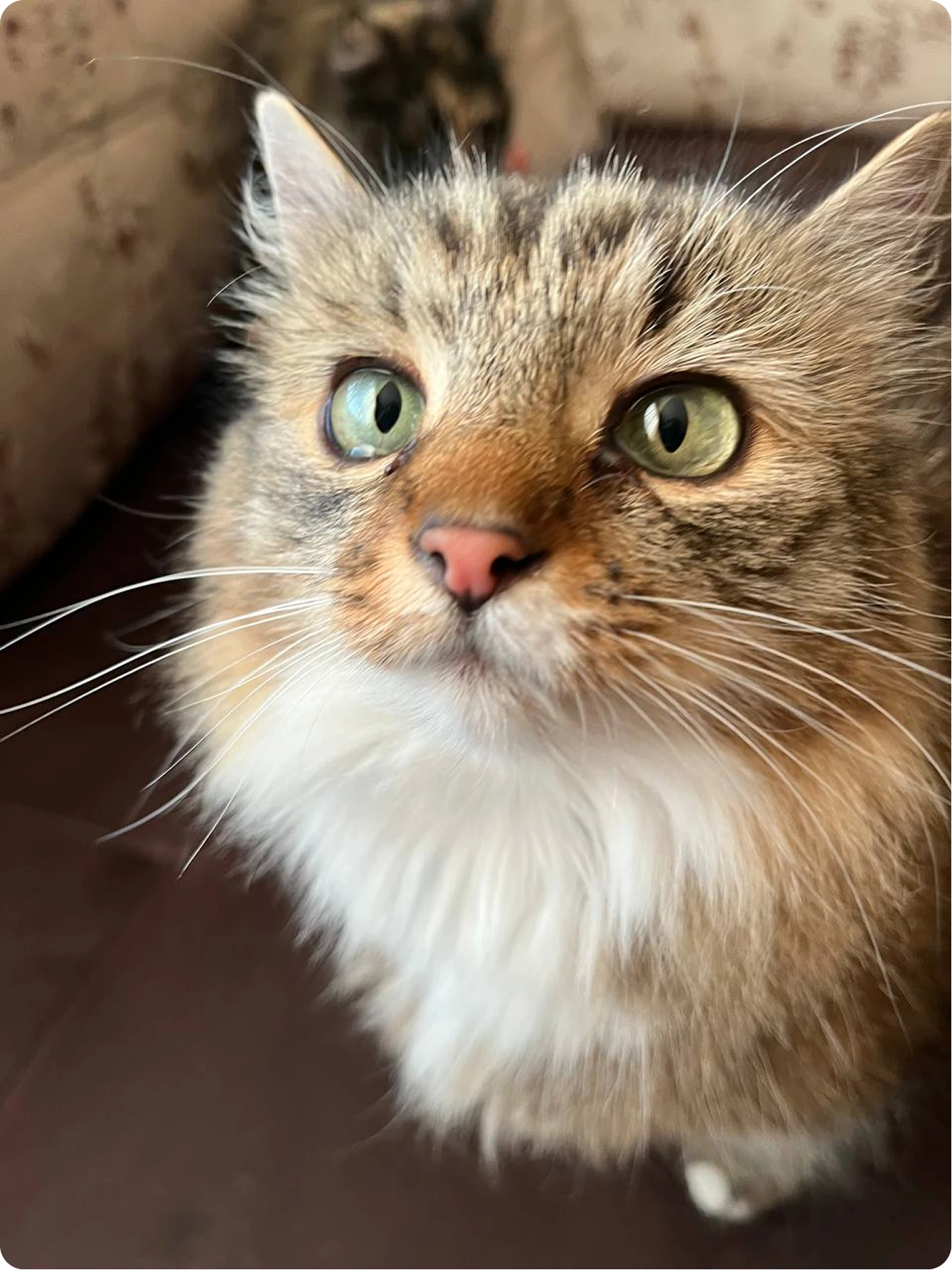 Buba